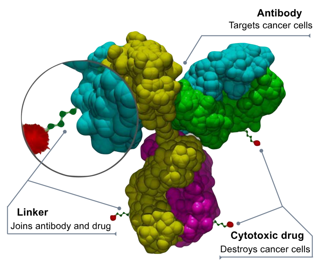 Global Antibody Drug Conjugates Market