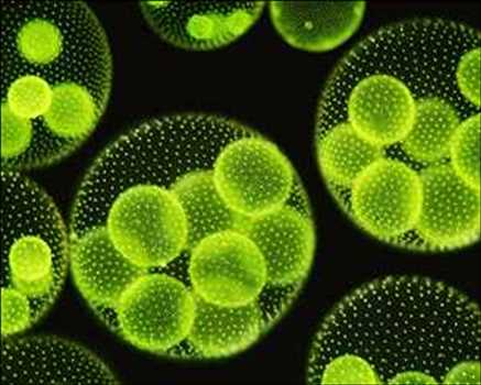 Microalgae Market